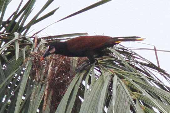 Image of Baudo Oropendola