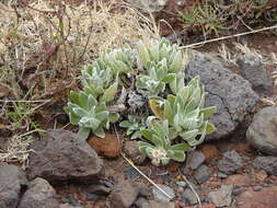 Image of Helichrysum devium J. Y. Johnson