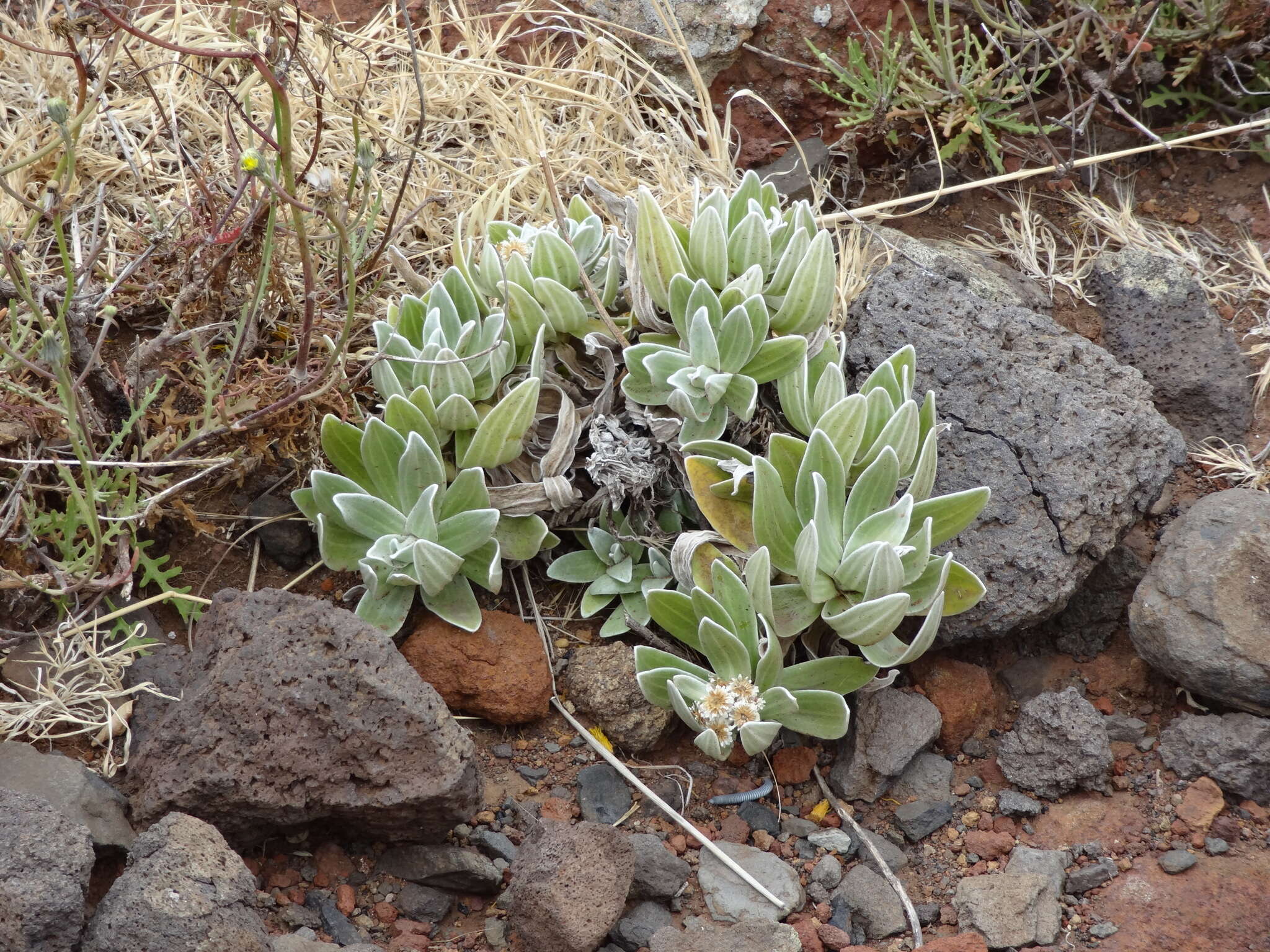 Image of Helichrysum devium J. Y. Johnson