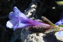 Plancia ëd Lithodora hispidula (Sm.) Griseb.