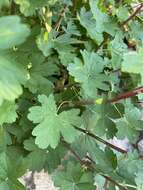 Image of Pelargonium antidysentericum subsp. inerme A. G. Scheltema