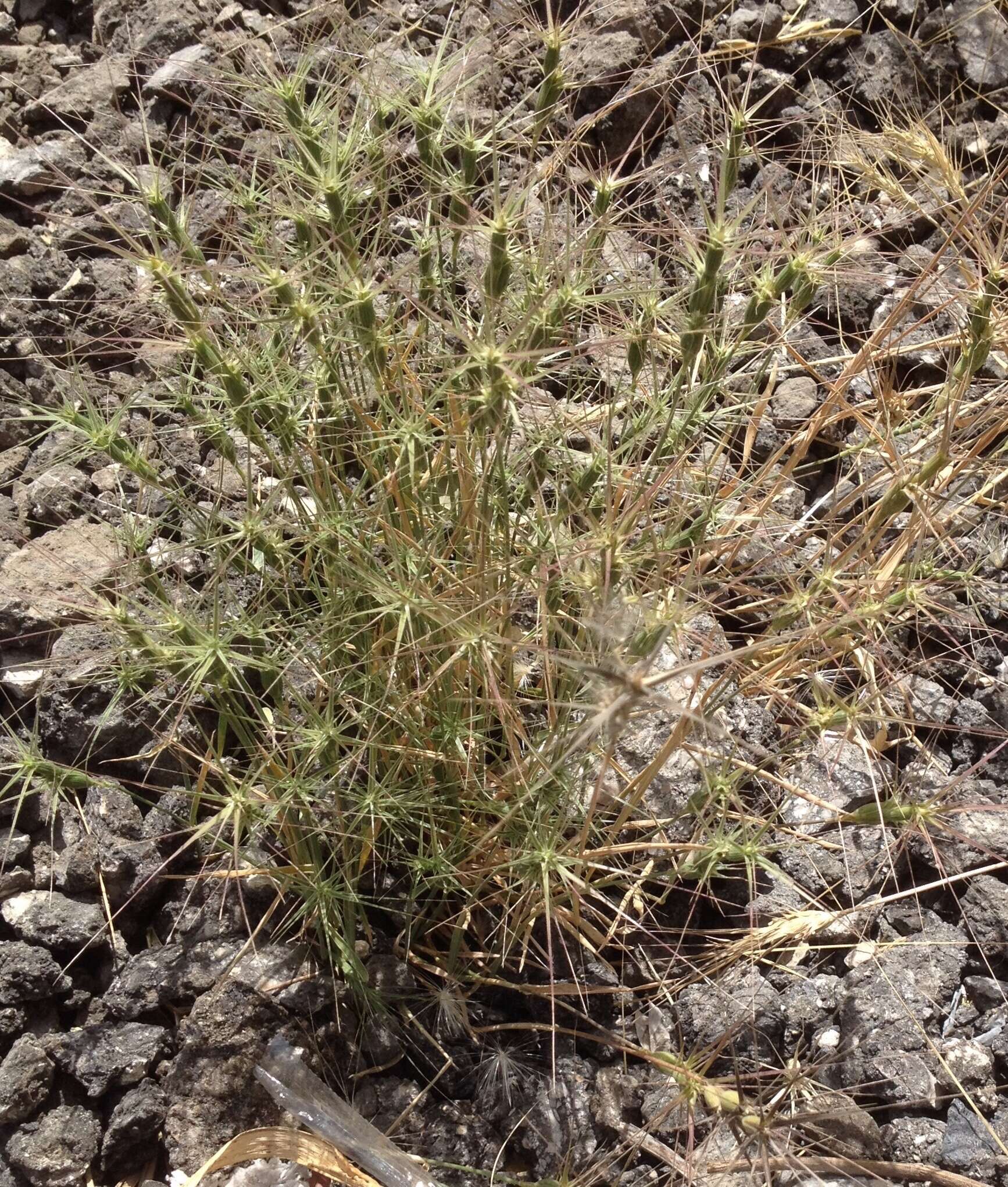 Image of ovate goatgrass