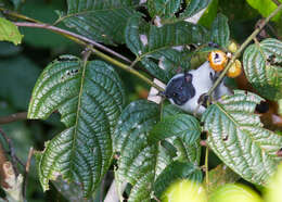 Image of Brazilian Bare-faced Tamarin