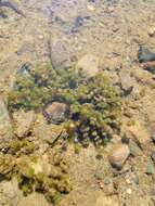 Image of Dwarf Stonewort