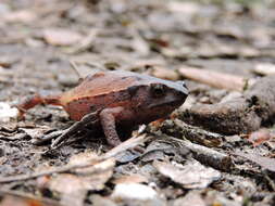 Plancia ëd Rhinella ruizi (Grant 2000)