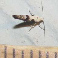 Image of Argyresthia austerella Zeller 1873