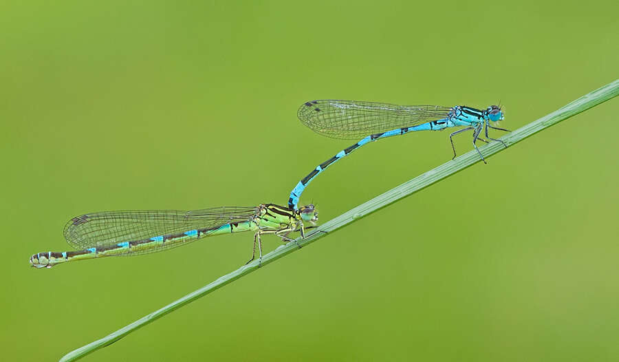 Image of Ornate Bluet