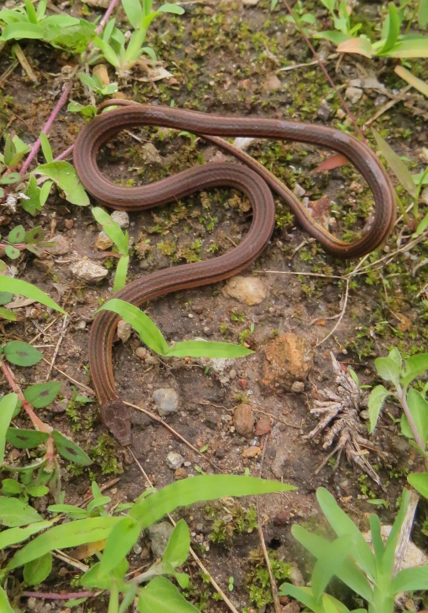 Image of Godman's Graceful Brown Snake