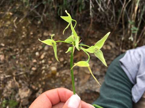 Image of Trichlora peruviana Baker