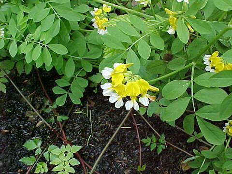 Image de Hosackia pinnata (Hook.) Abrams