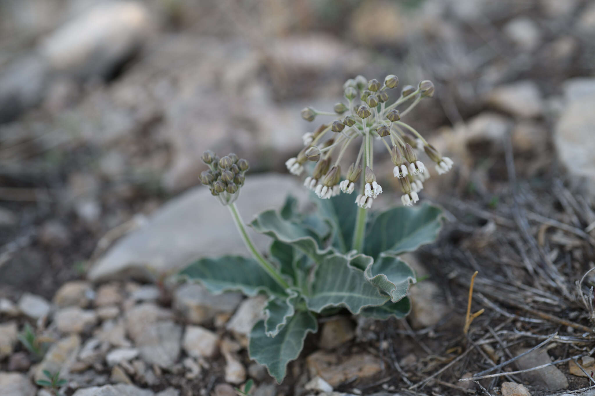 Imagem de Asclepias scaposa Vail