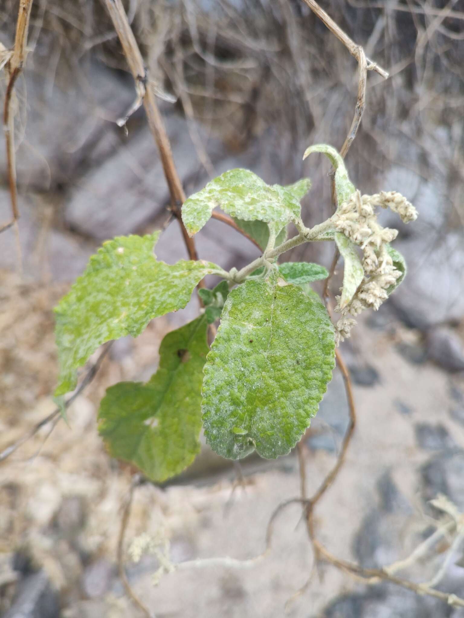 Image of Buddleja crotonoides A. Gray