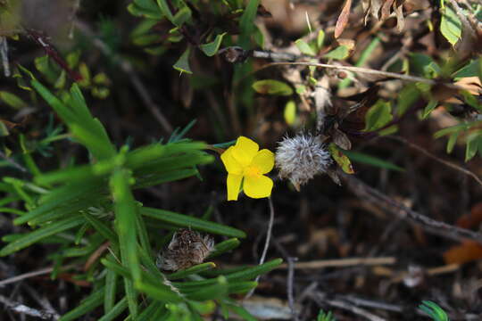 Image of Fumana laevipes (L.) Spach