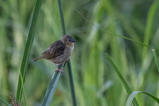 Image of Northern Brown-throated Weaver