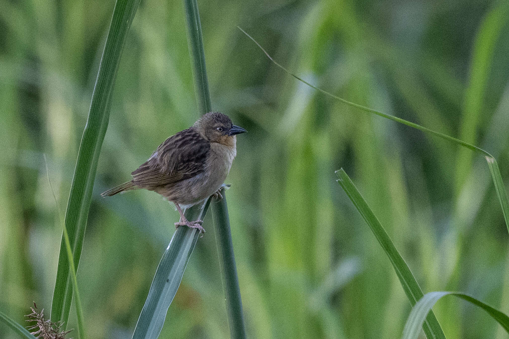 Image of Northern Brown-throated Weaver