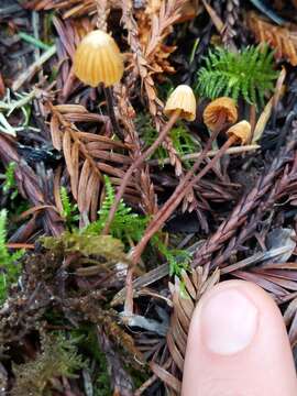 Image de Galerina vittiformis (Fr.) Singer 1950