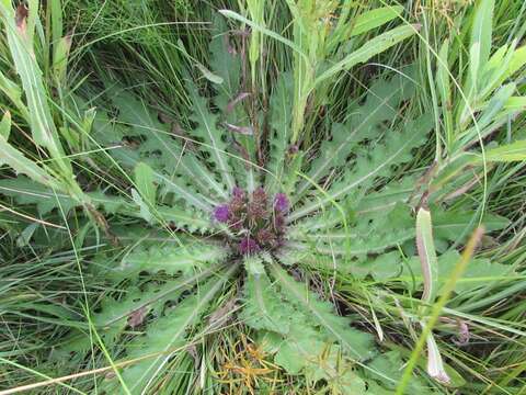 Image of Cirsium esculentum (Siev.) C. A. Mey.