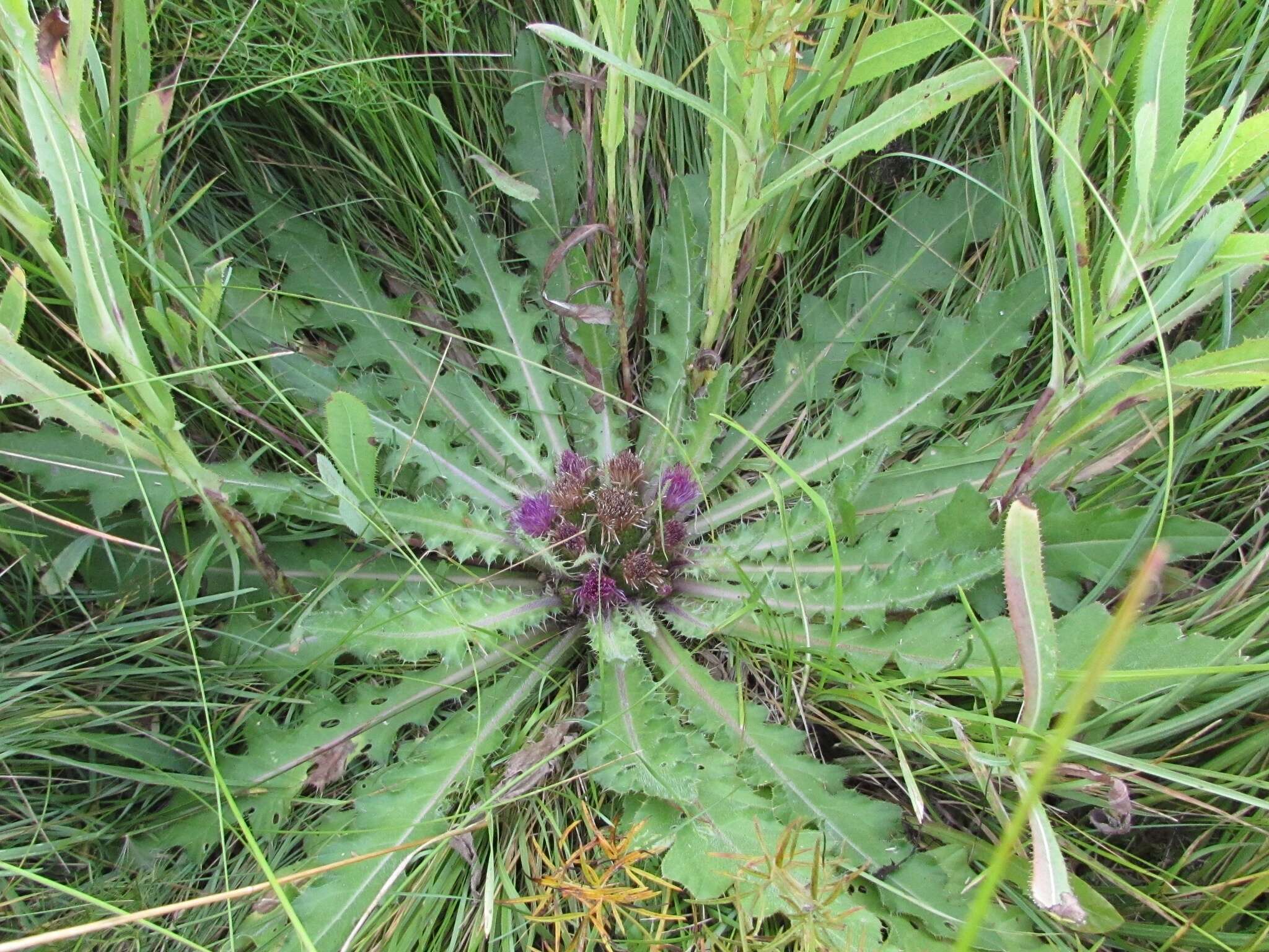 Imagem de Cirsium esculentum (Siev.) C. A. Mey.