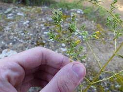 Image of Odontites viscosus subsp. viscosus