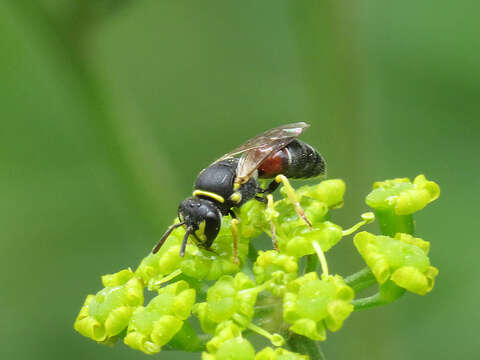 Image of Hylaeus sulphuripes (Gribodo 1894)