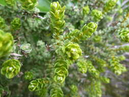 Image of Olearia nummularifolia Hook. fil.