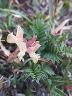 صورة Astragalus nankotaizanensis Sasaki