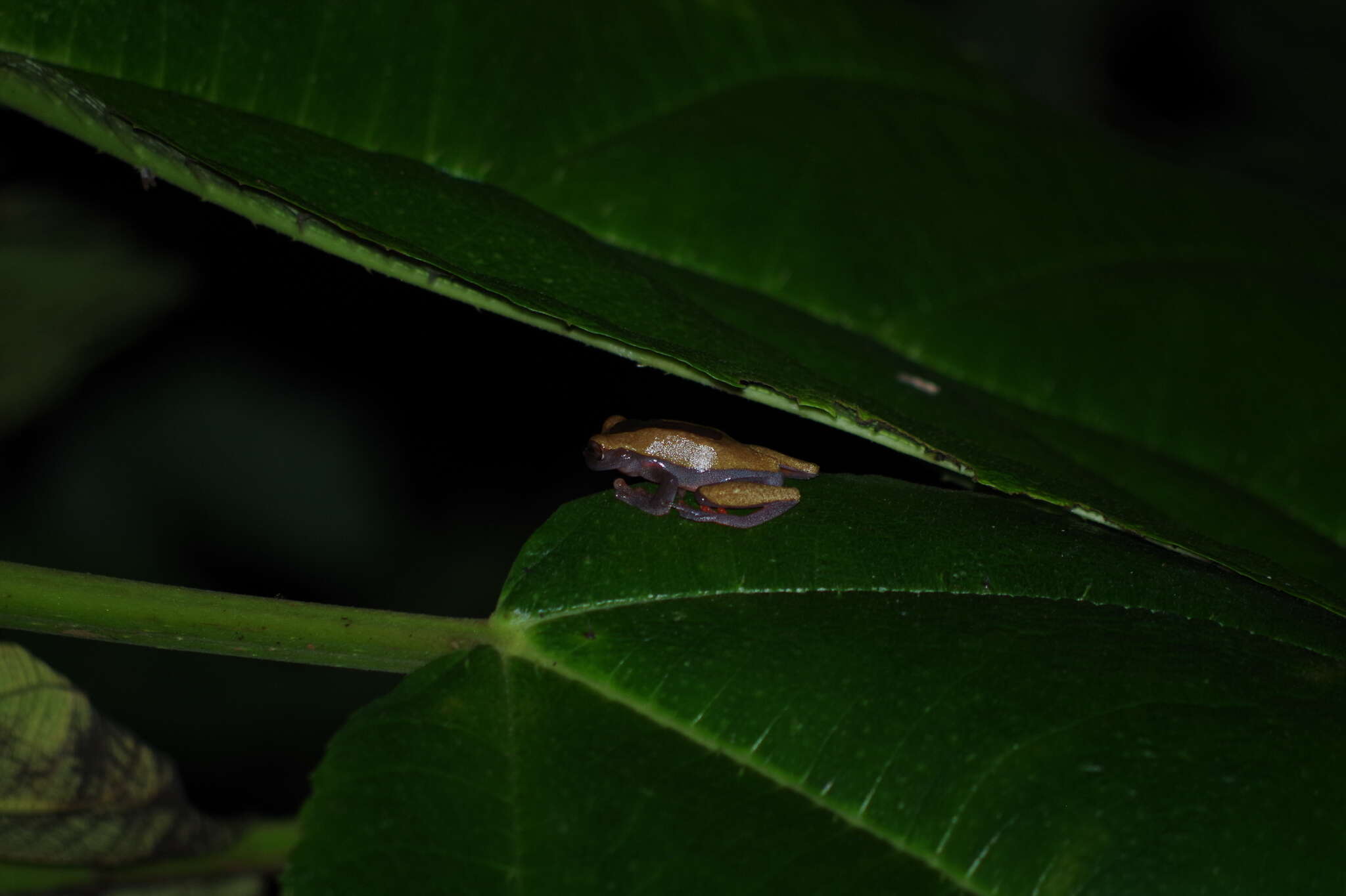 Image of Triangle Treefrog