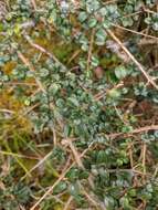 Image of Ligustrum morrisonense Kaneh. & Sasaki