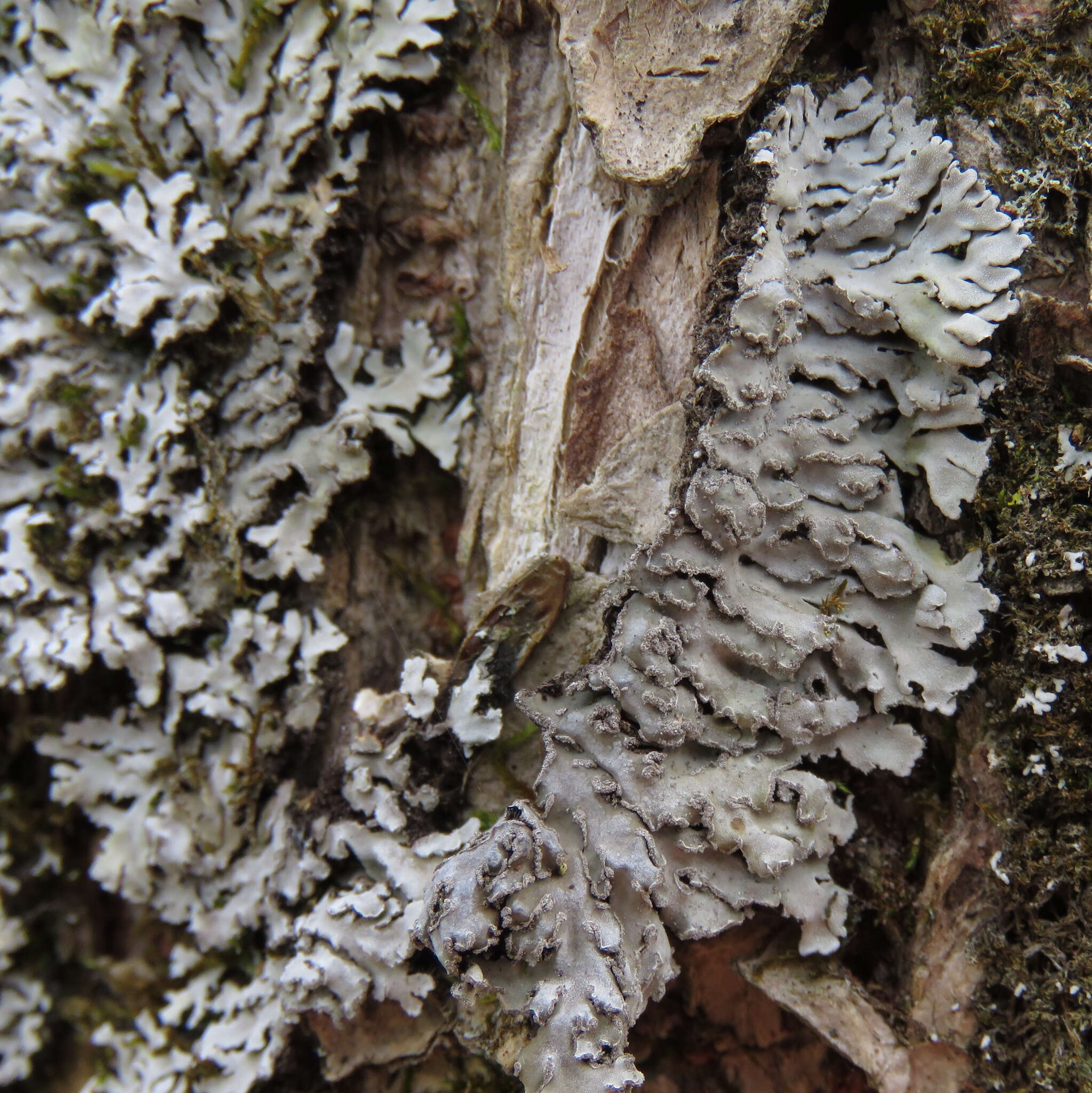 Image of frosted lichen