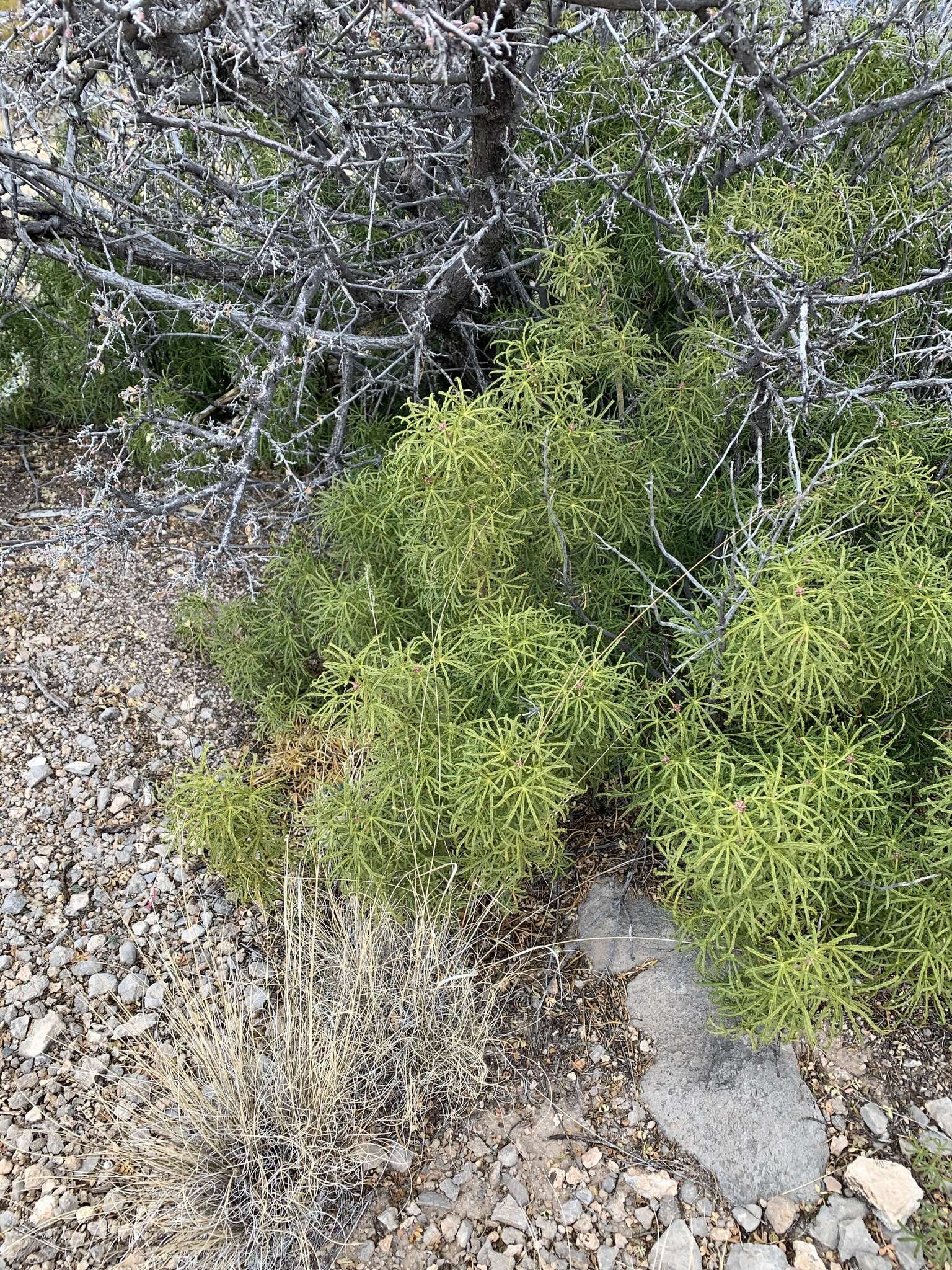 Image de Choisya dumosa (Torr.) Gray