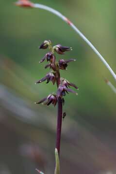 Image of Genoplesium tasmanicum D. L. Jones