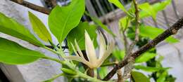 Image of Magnolia alba (DC.) Figlar