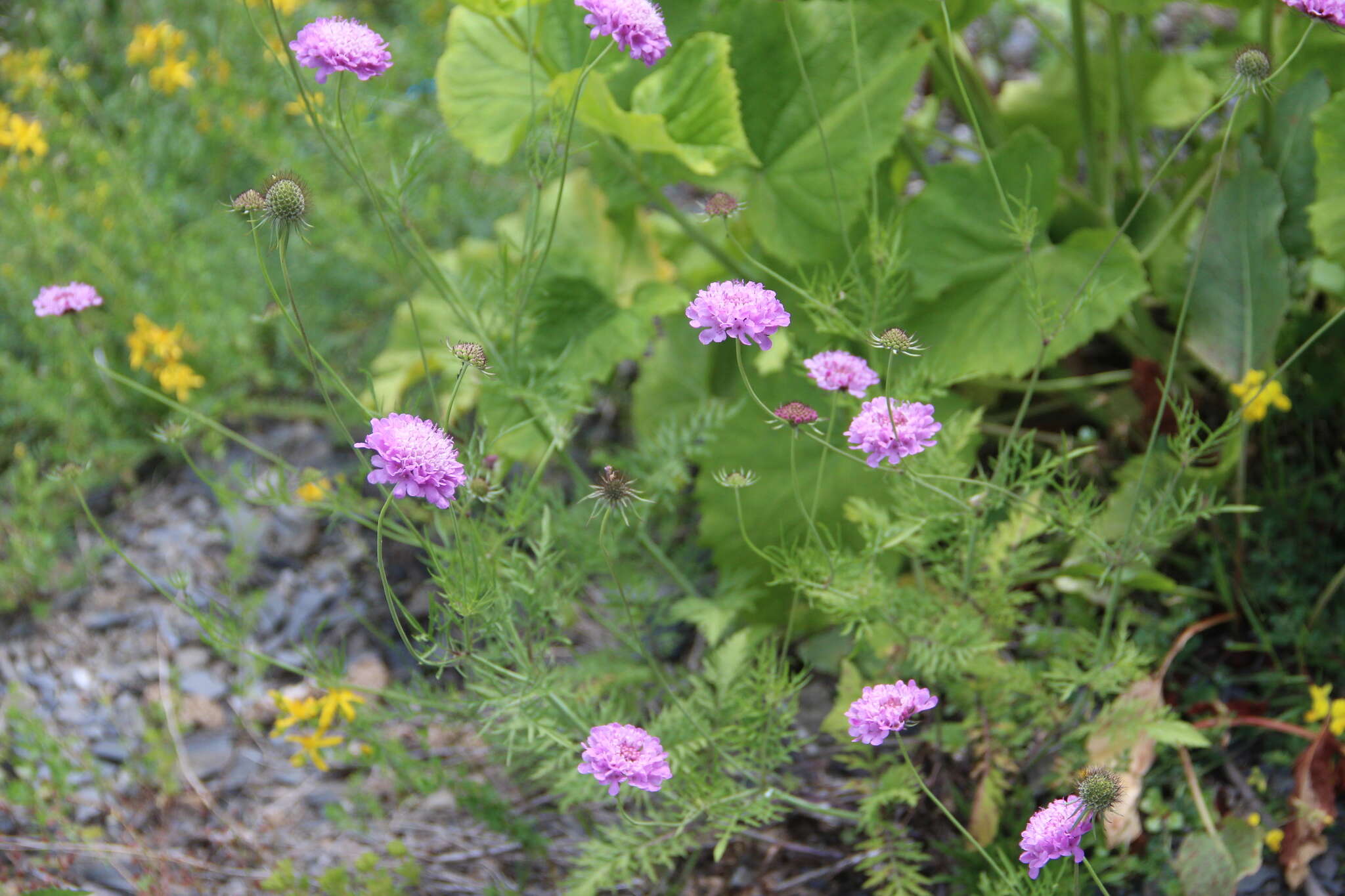 Слика од Scabiosa owerinii Boiss.