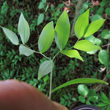 Image of sessileleaf bellwort