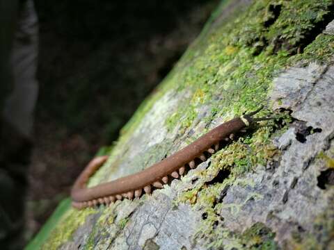 Imagem de Macroperipatus torquatus (von Kennel 1883)