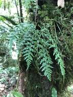 Asplenium wilfordii Mett. ex Kuhn resmi