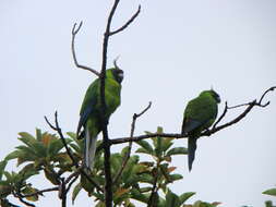 Image of Ouvea Parakeet