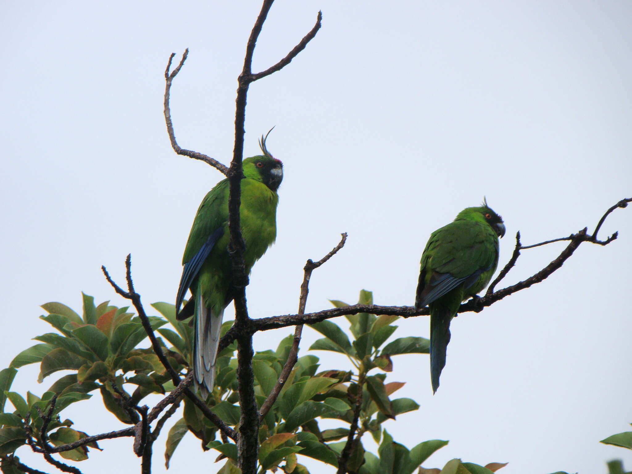 Image of Ouvea Parakeet