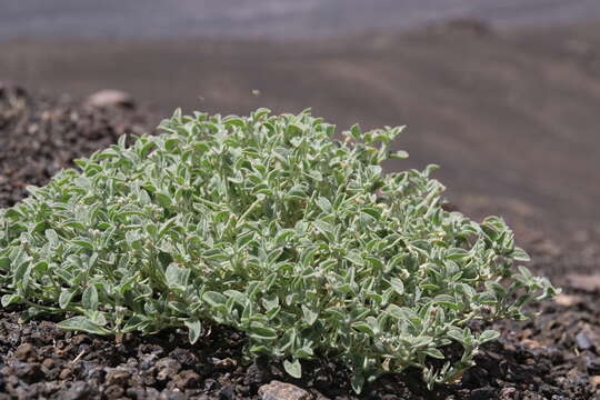 Image of Morettia parviflora Boiss.