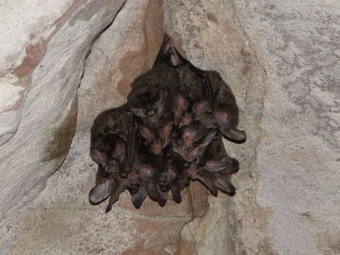 Image of big-eared woolly bat