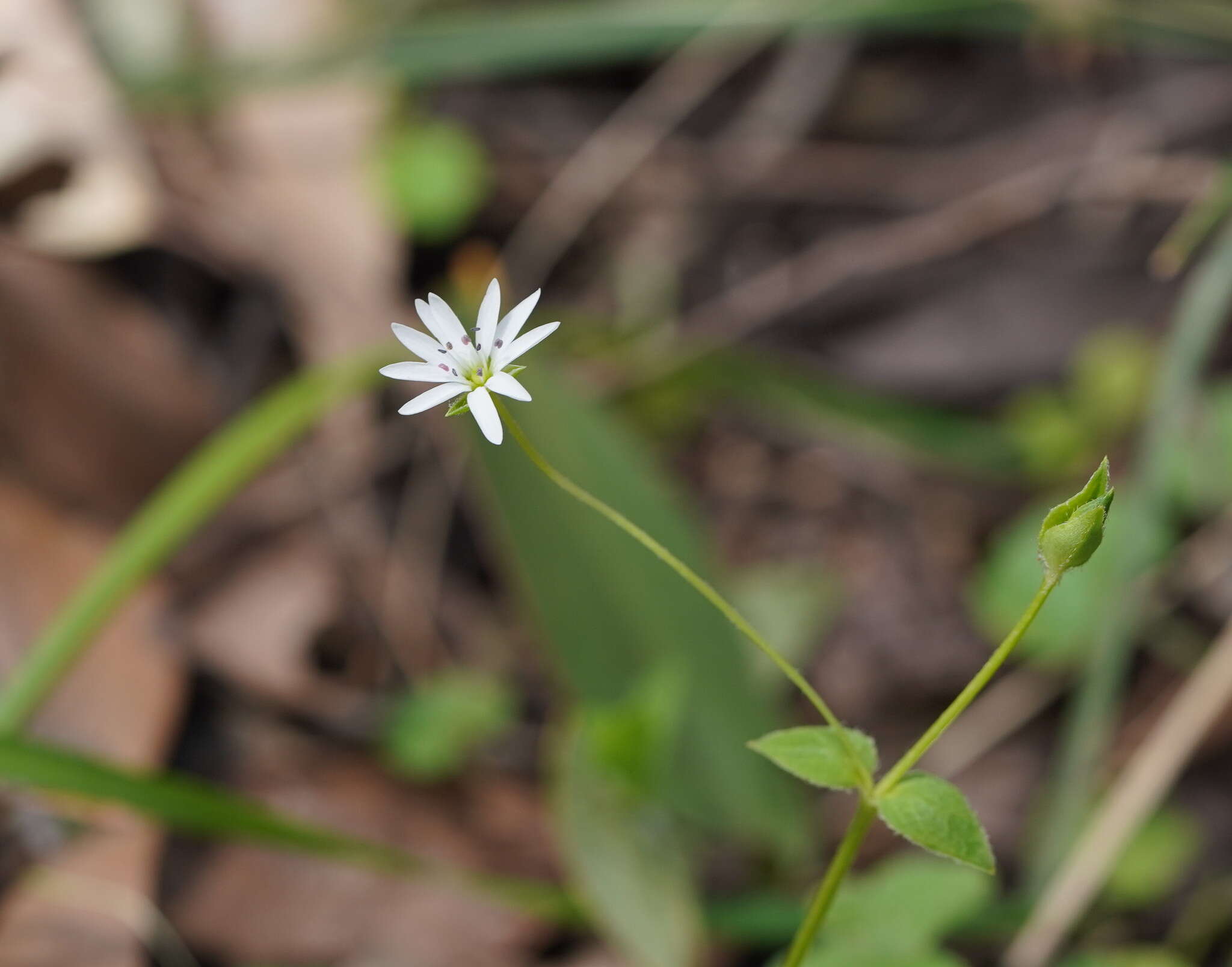 Image of Stellaria flaccida Hook.