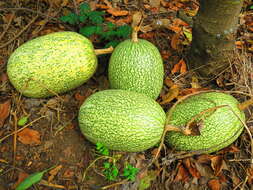 Image of figleaf gourd