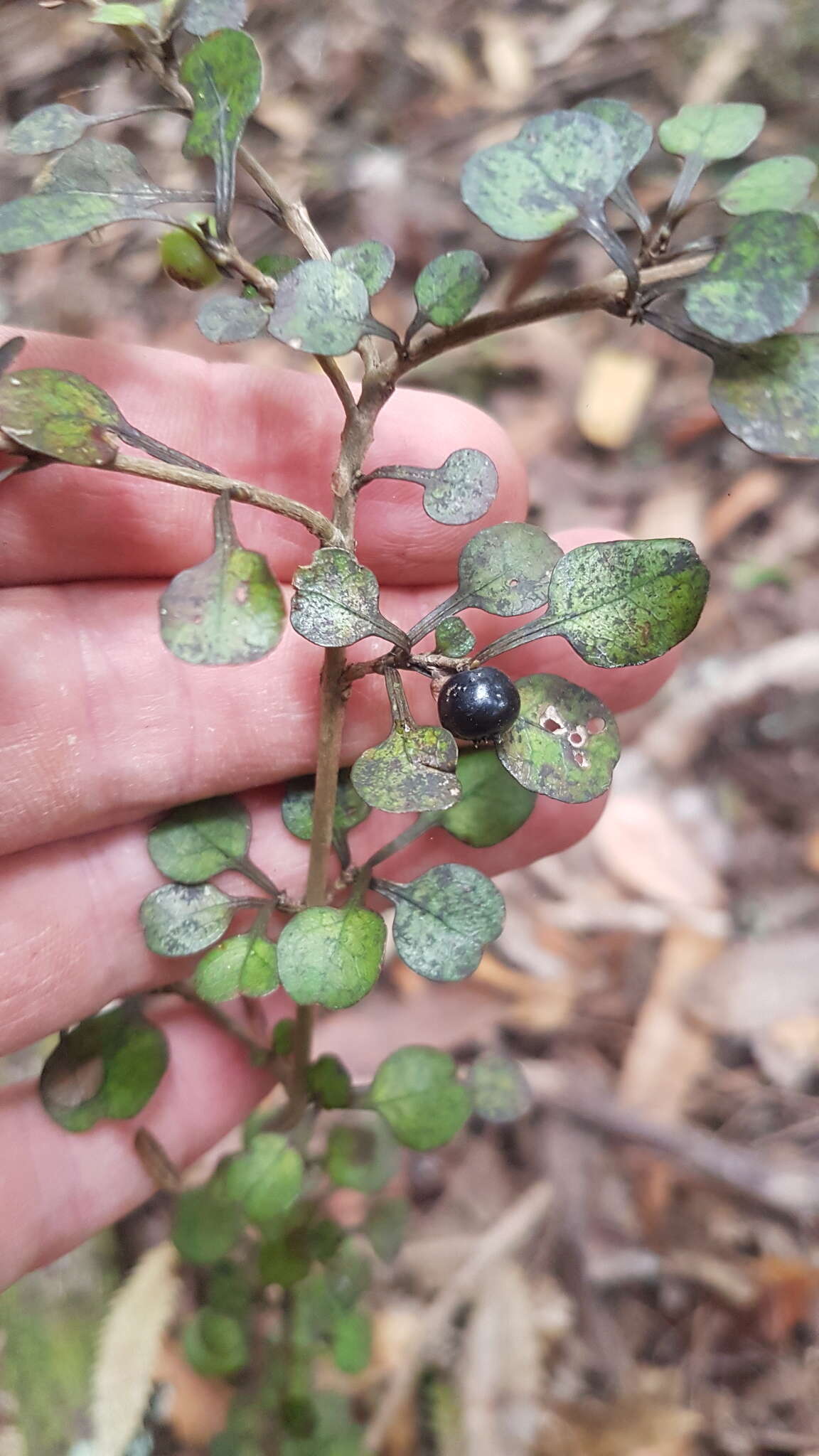 Image of Coprosma spathulata subsp. spathulata