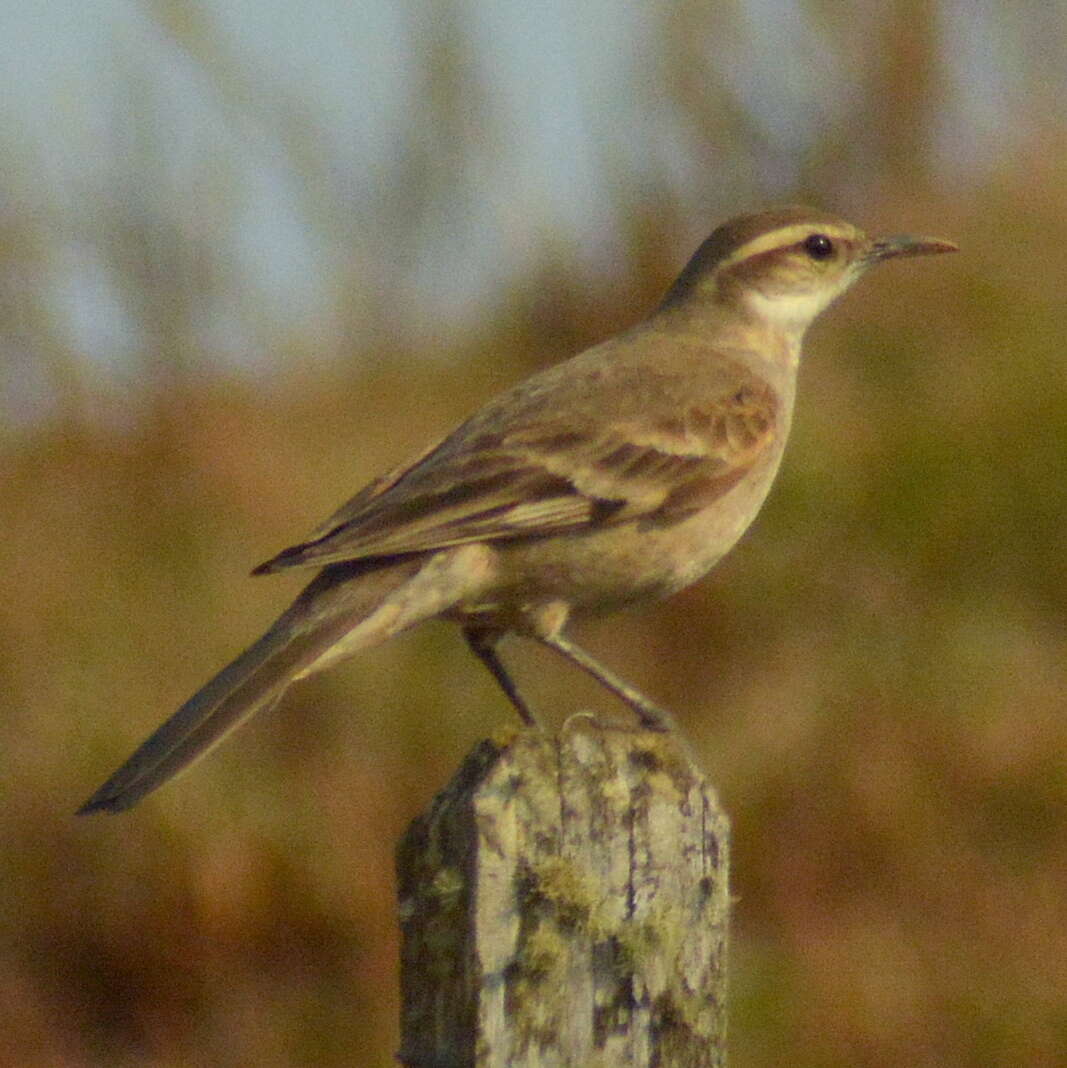 Image of Long-tailed Cinclodes