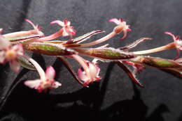 Image of Struthiola ericoides C. H. Wright