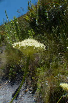 Image of Hermas ciliata L. fil.