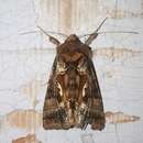 Image of Autographa macrogamma Eversmann 1842