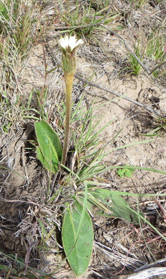 Piloselloides hirsuta (Forsk.) C. Jeffrey ex Cufod.的圖片