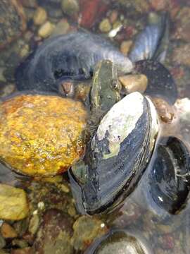 Image of Chilean blue mussel