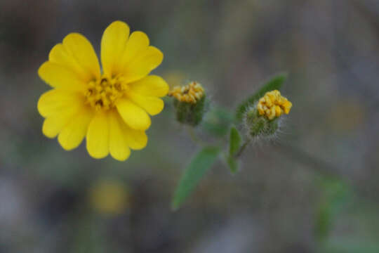 Слика од Madia elegans subsp. elegans